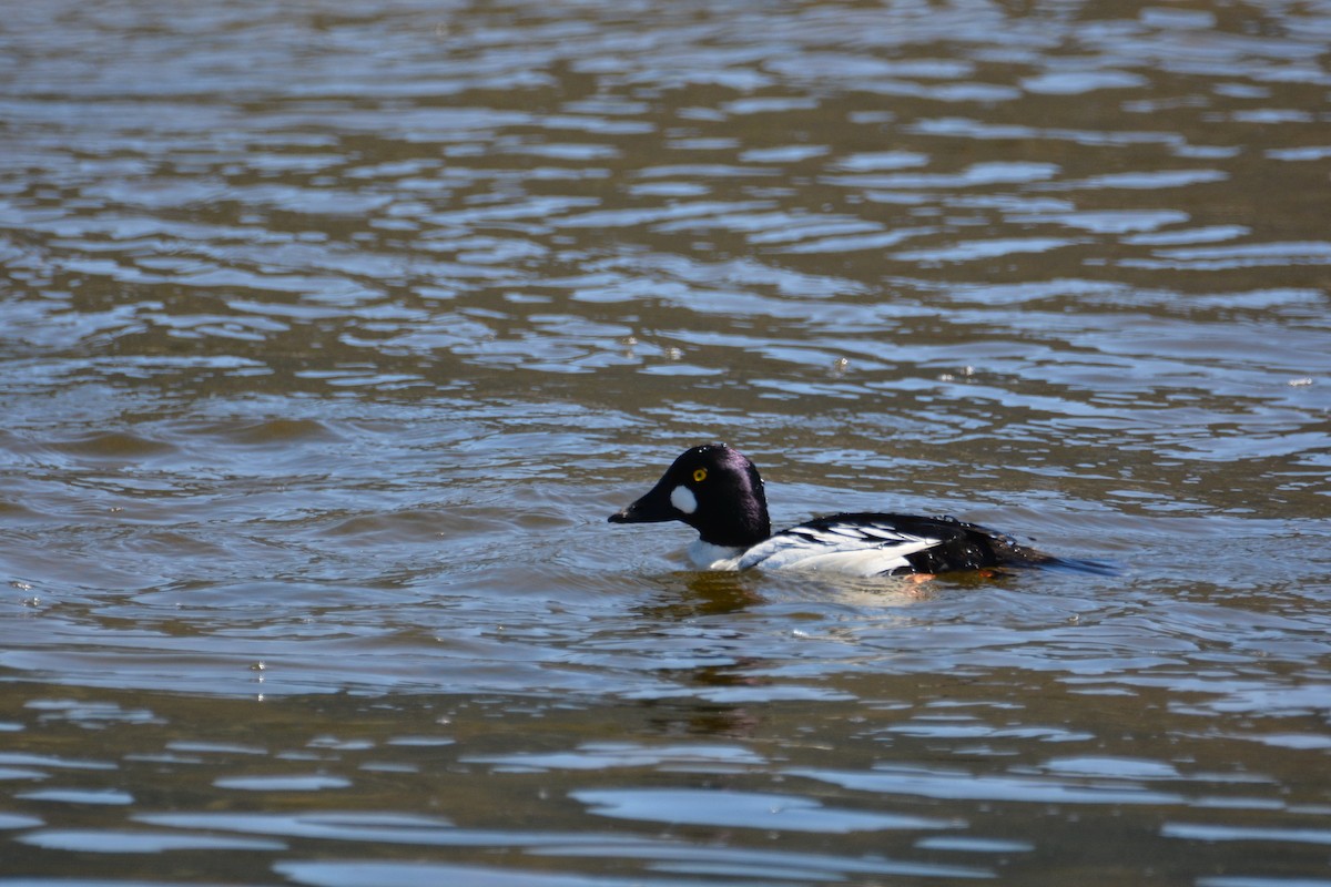 Алаг шунгаач - ML645465678