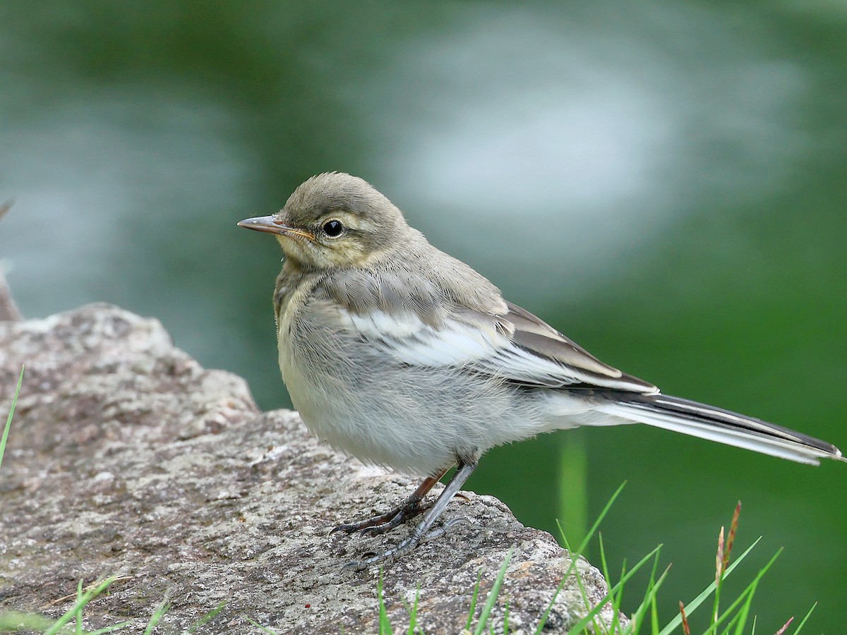 灰鶺鴒 - ML645465680