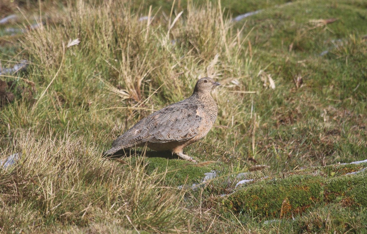 Rufous-bellied Seedsnipe - ML645465682
