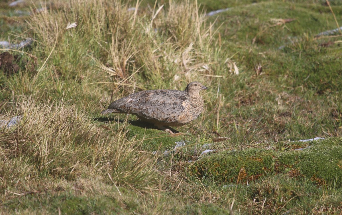 Rufous-bellied Seedsnipe - ML645465683