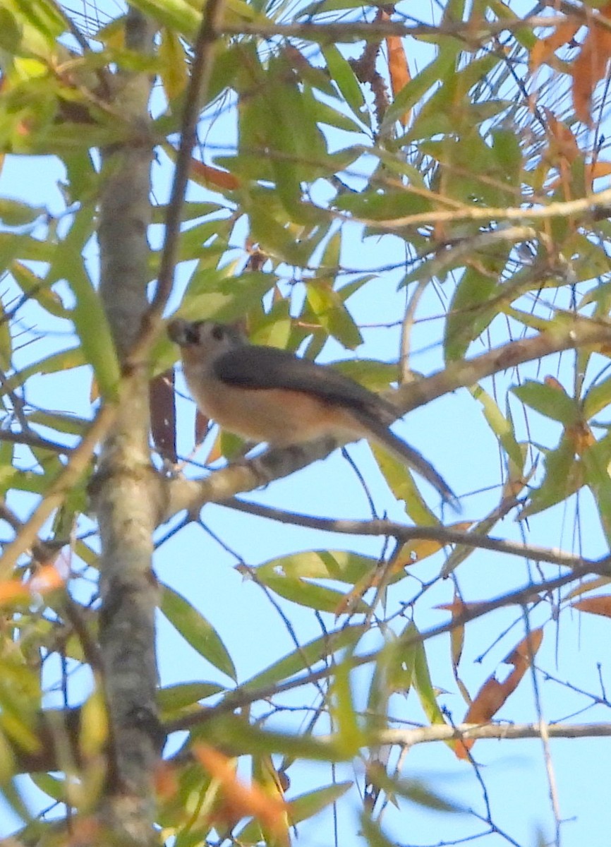 gråduskmeis - ML645465687