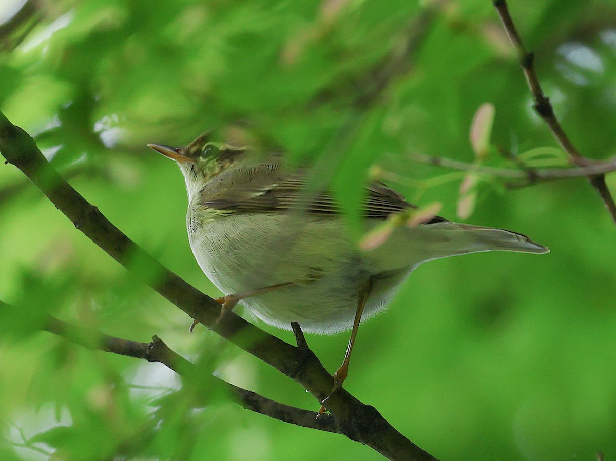 日本柳鶯 - ML645465691