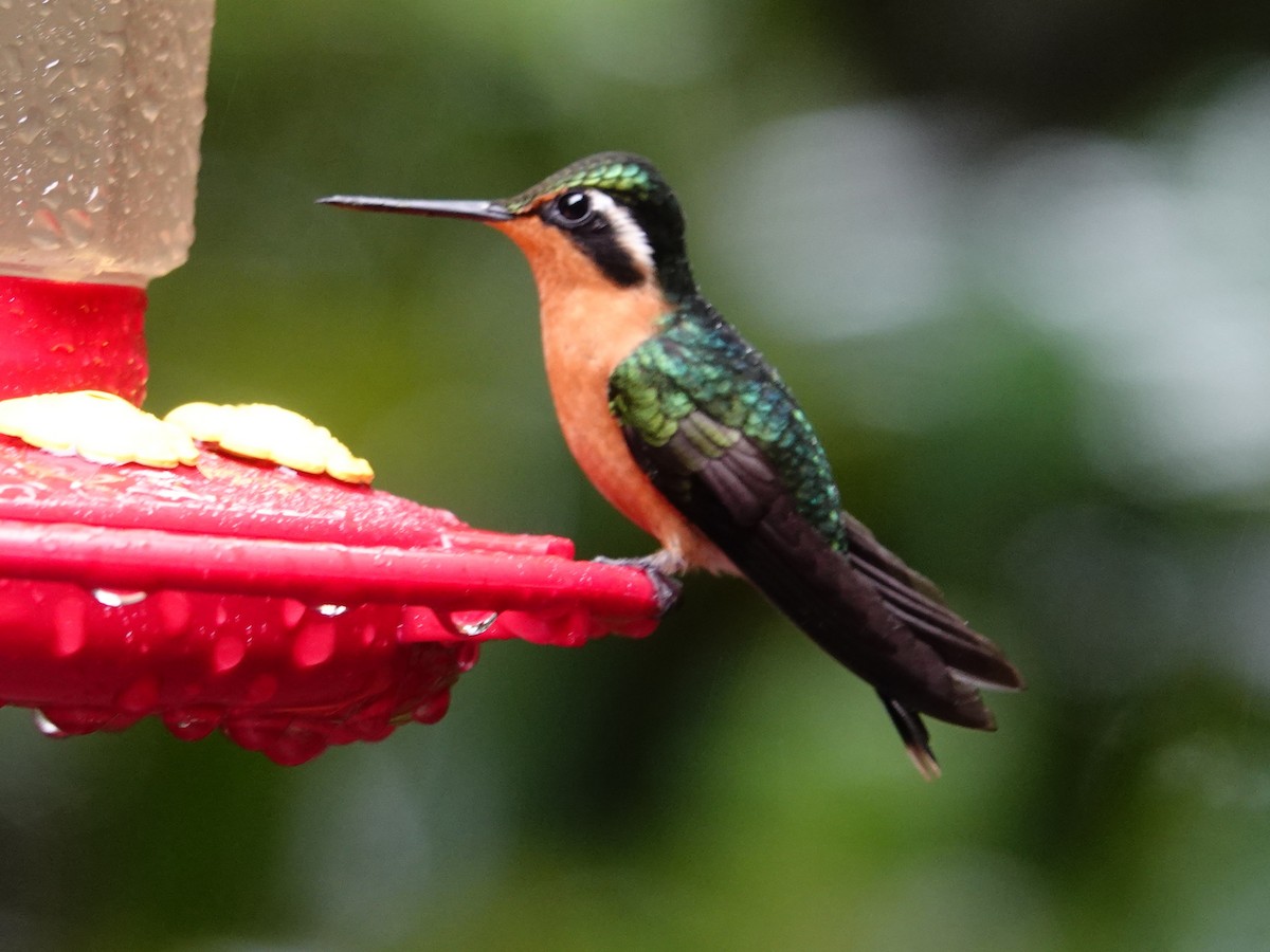 Purple-throated Mountain-gem - ML645465700