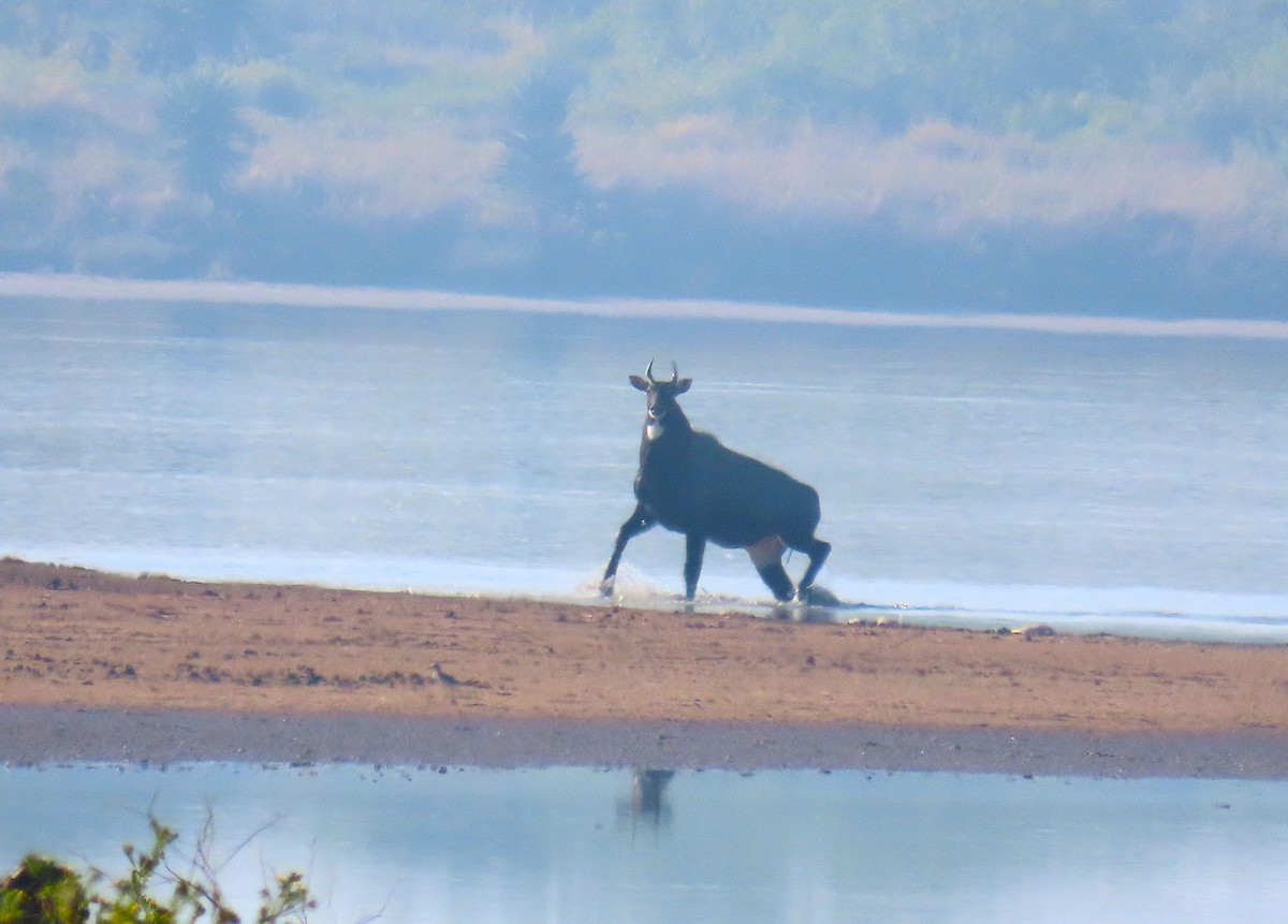 Nilgai - ML645465706