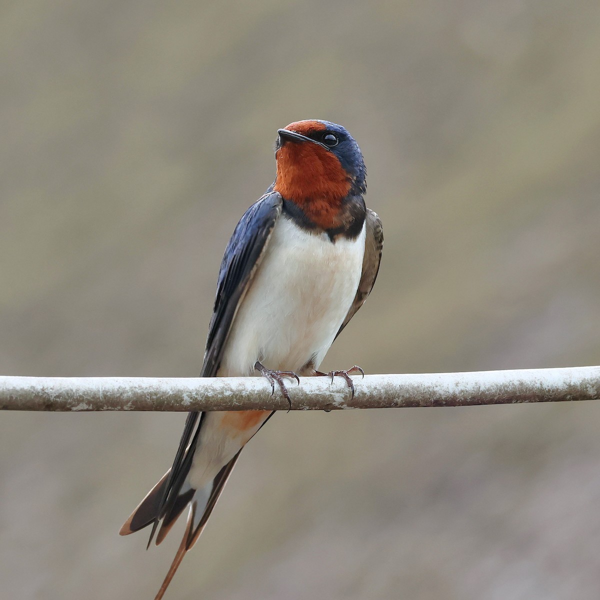 家燕 - ML645465712