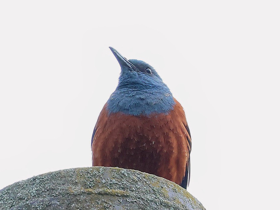 藍磯鶇 - ML645465716