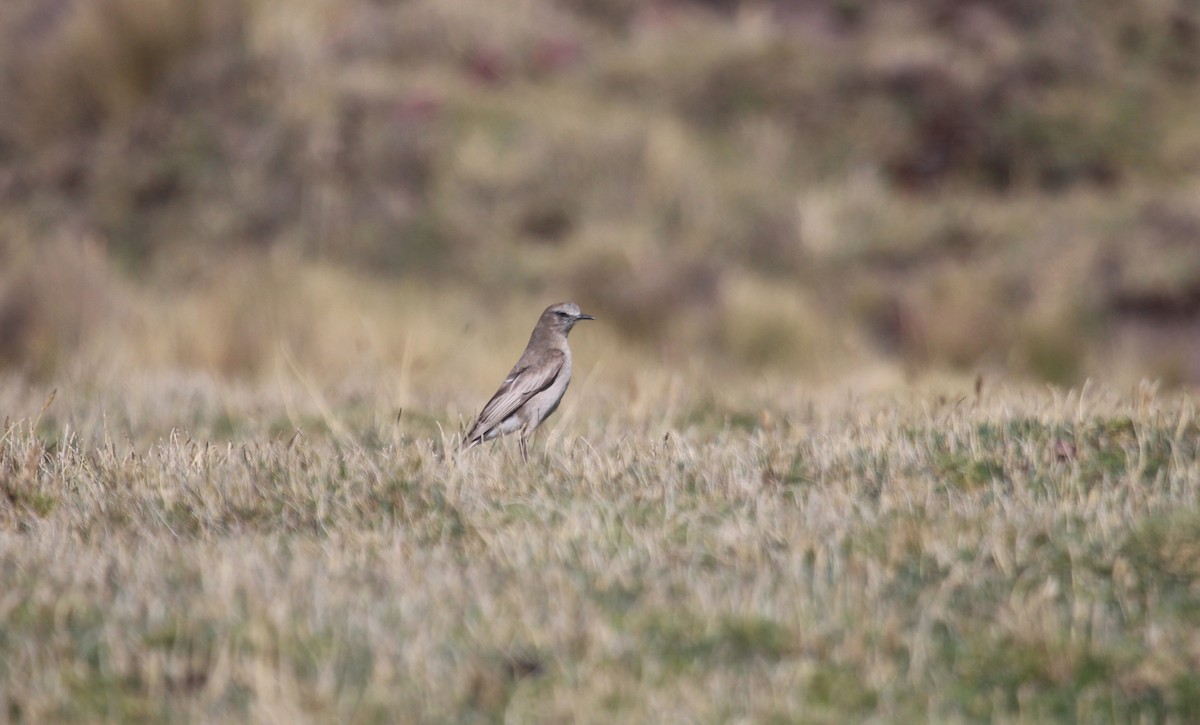 White-fronted Ground-Tyrant - ML645465718