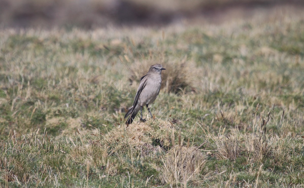 White-fronted Ground-Tyrant - ML645465719