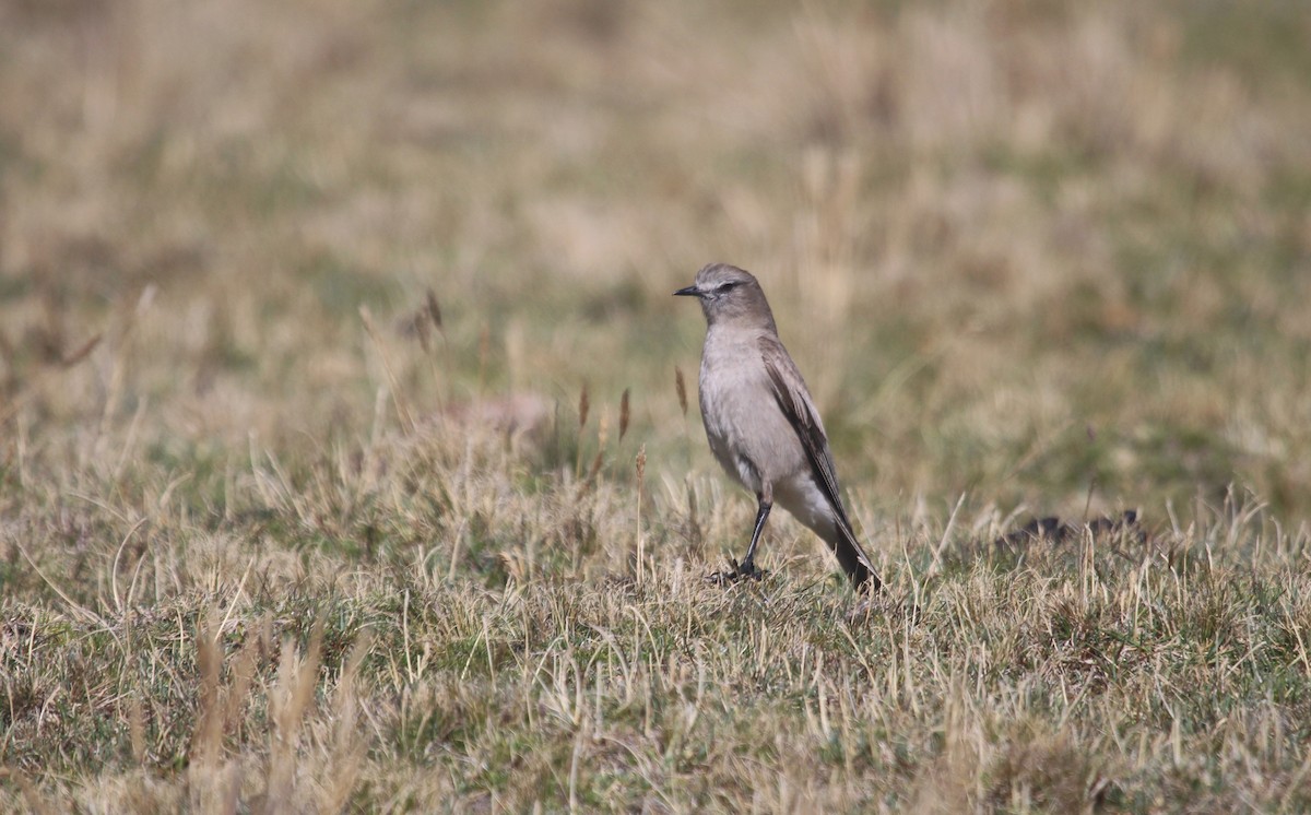 White-fronted Ground-Tyrant - ML645465720