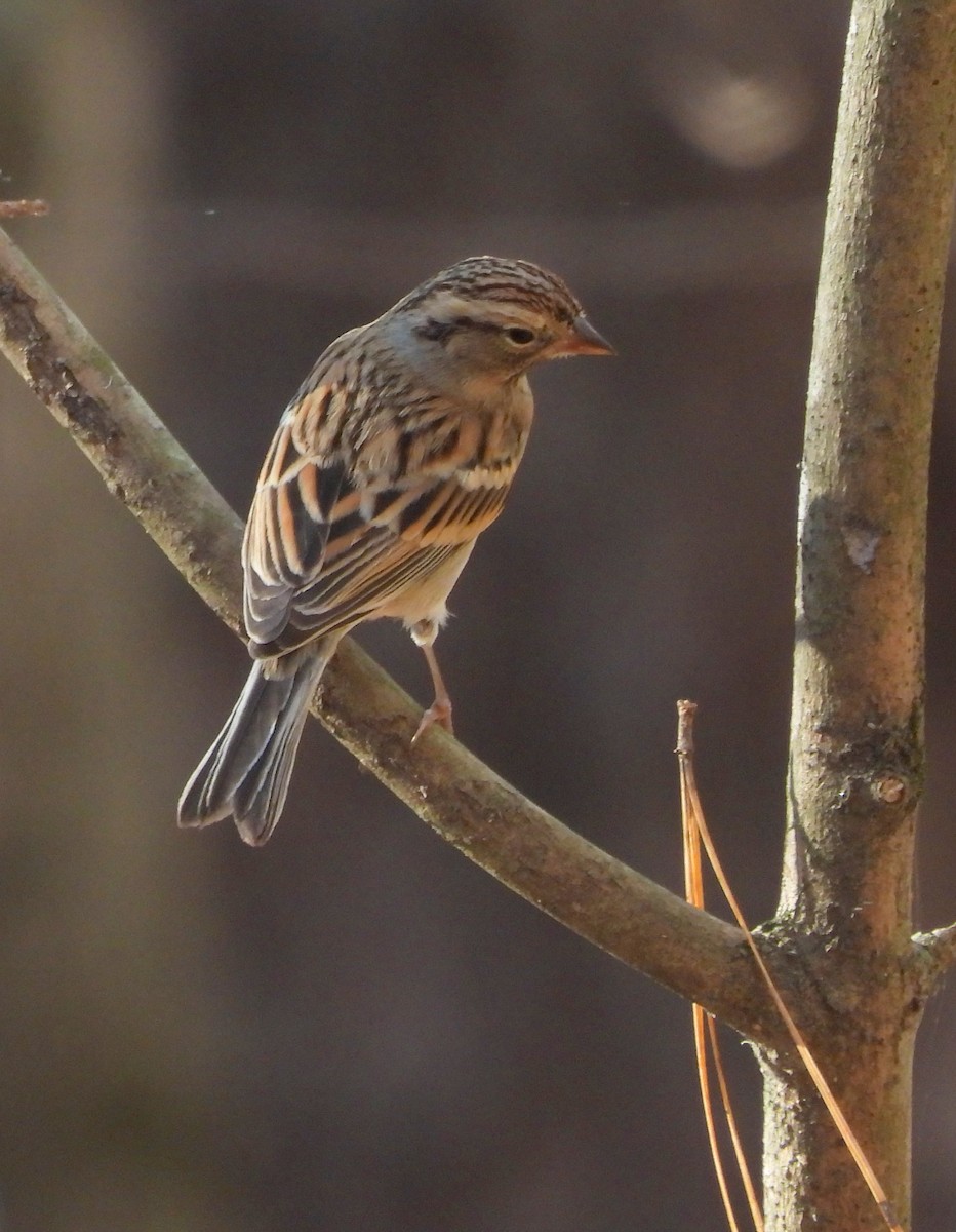 Chipping Sparrow - ML645465721