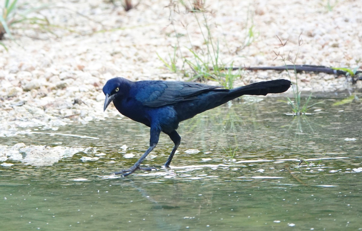 Great-tailed Grackle - ML645465722