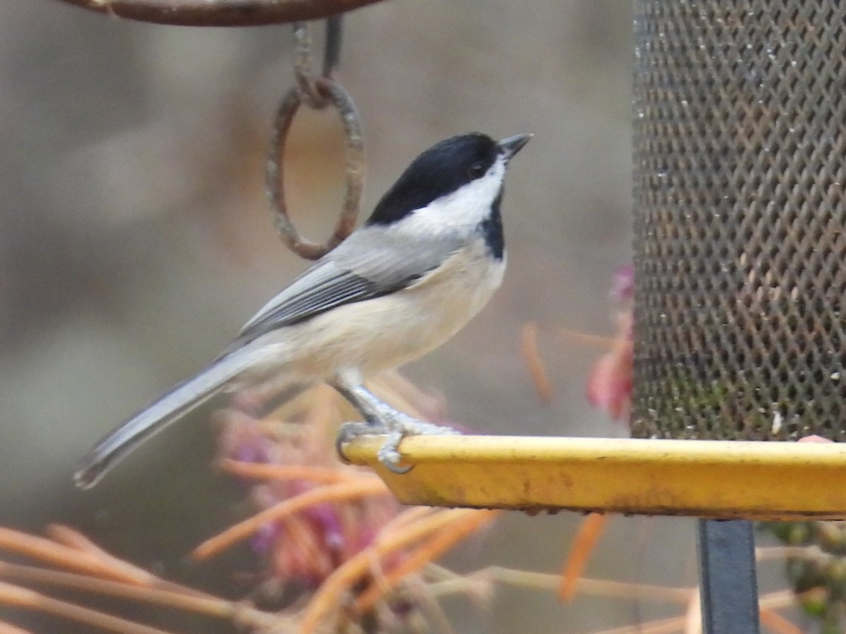 Каролинская гаичка - ML645465723