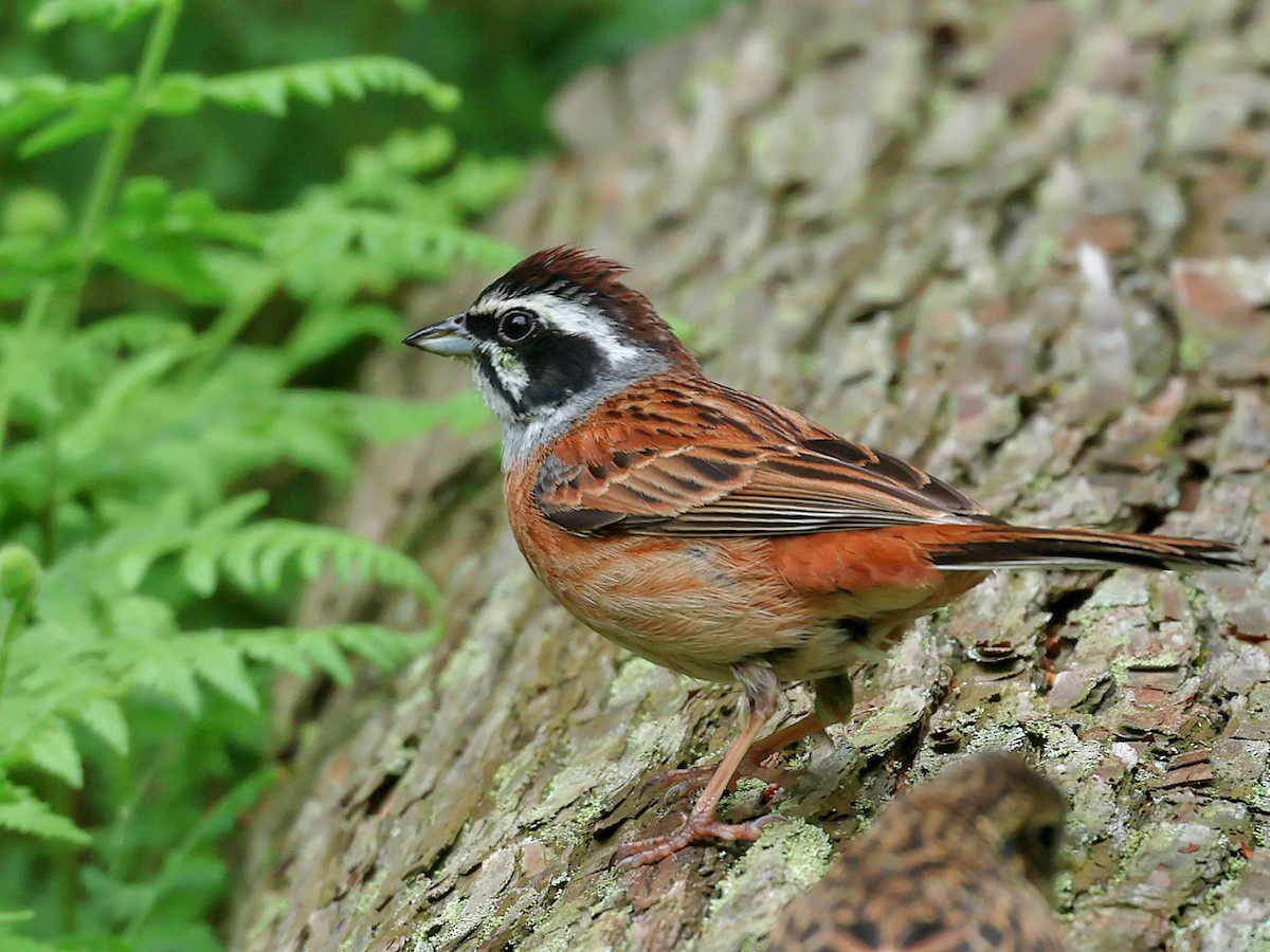 草鵐 - ML645465725