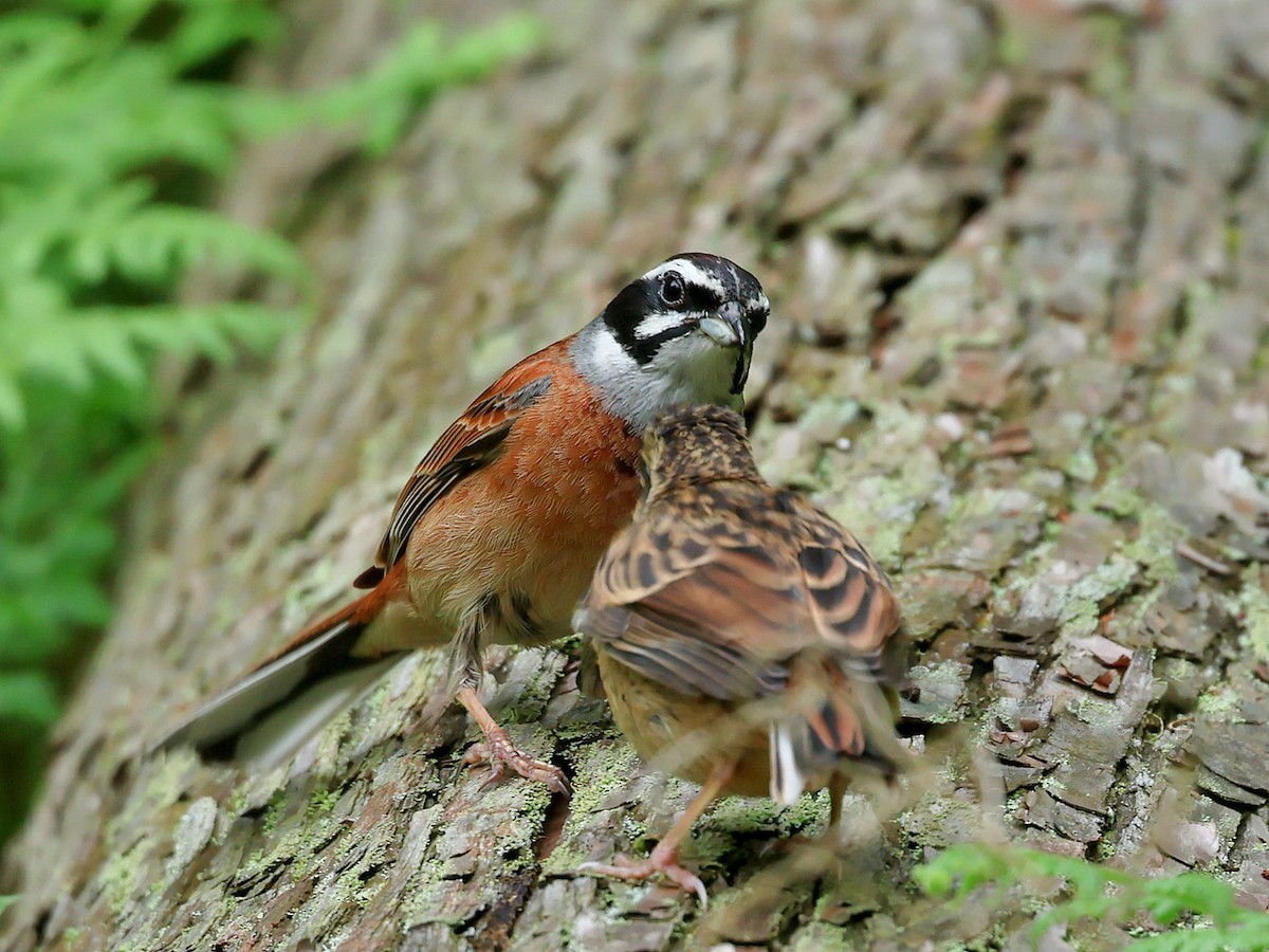 草鵐 - ML645465726