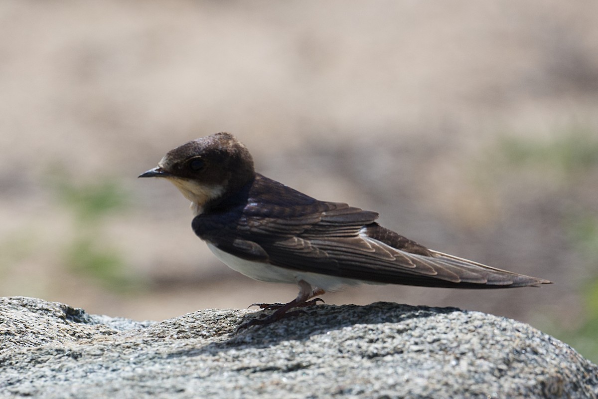 Ластівка сільська - ML645465755