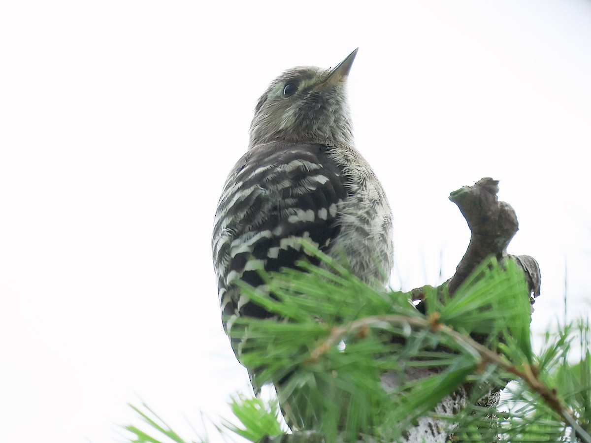 Japanese Pygmy Woodpecker - ML645465757
