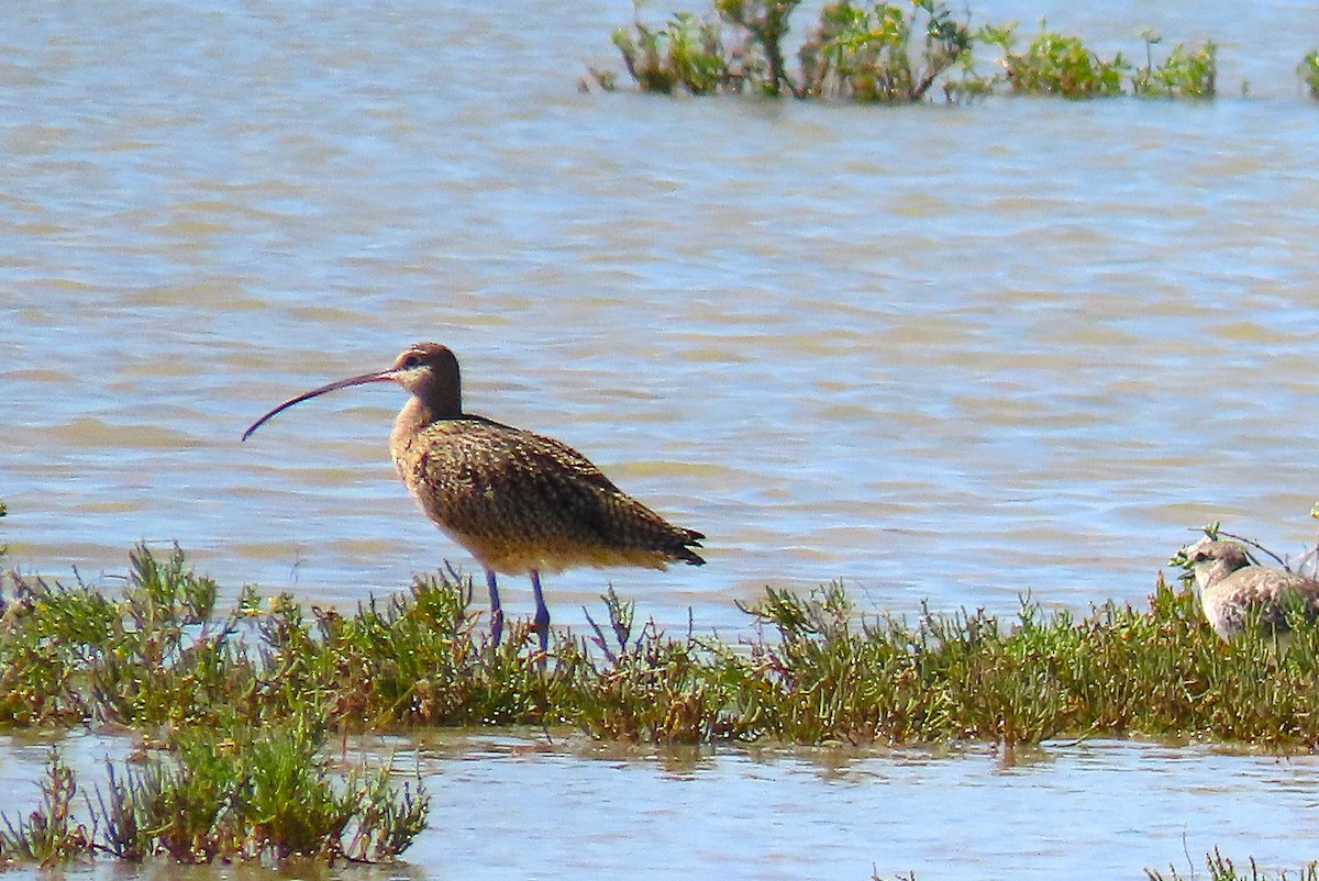 Long-billed Curlew - ML645465762