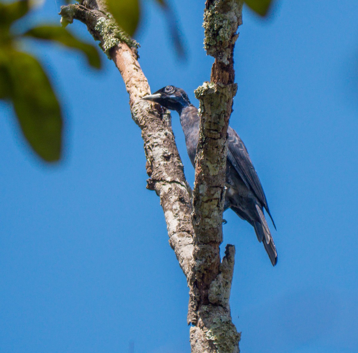 Bare-necked Fruitcrow - ML645465768