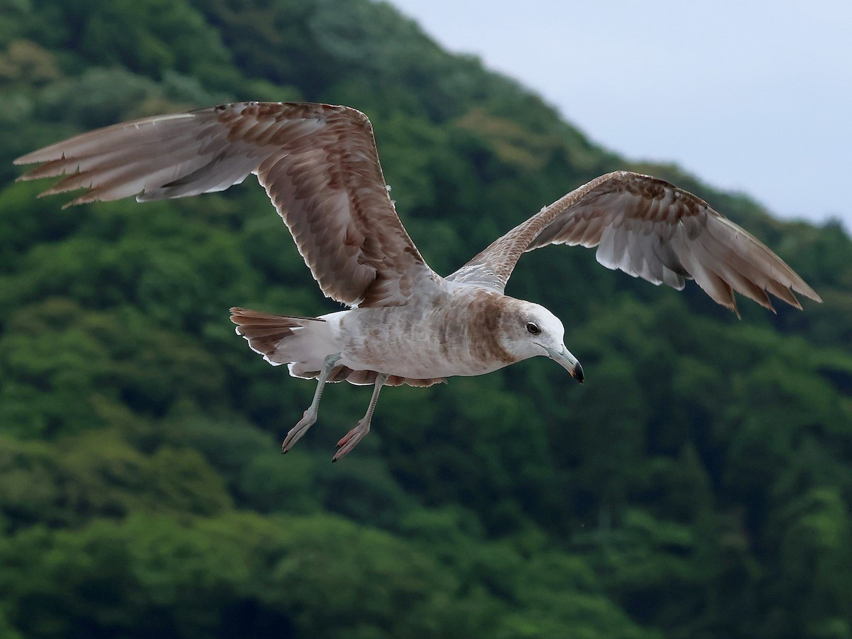 黑尾鷗 - ML645465769