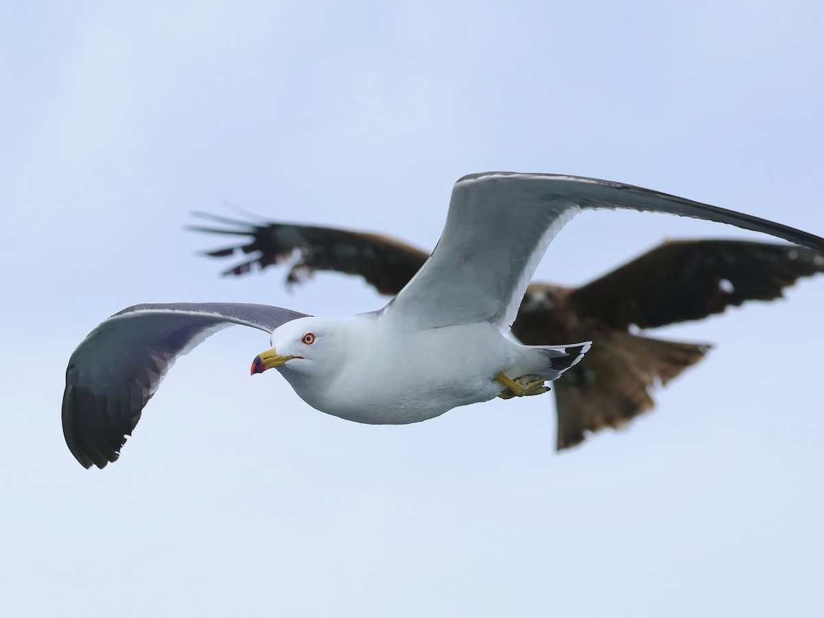 黑尾鷗 - ML645465770