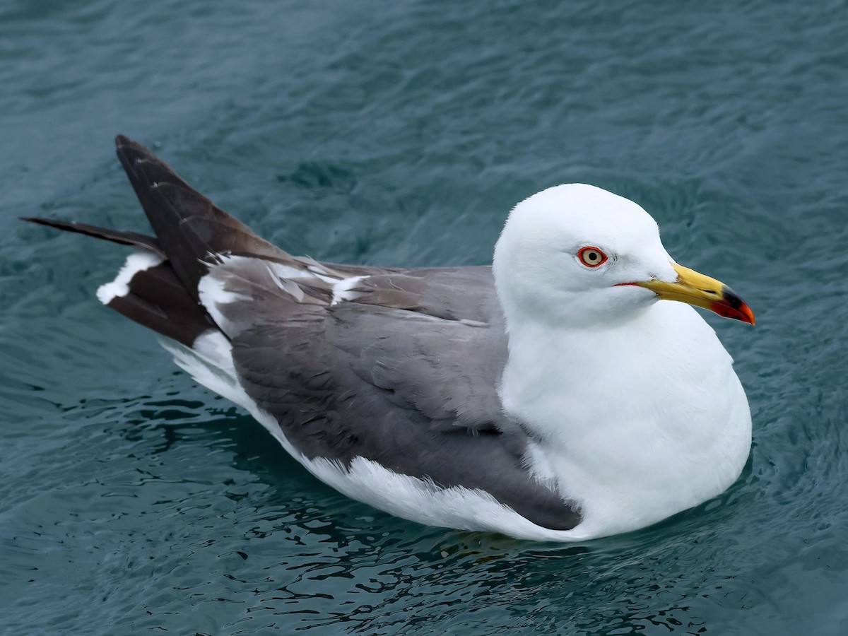 黑尾鷗 - ML645465771