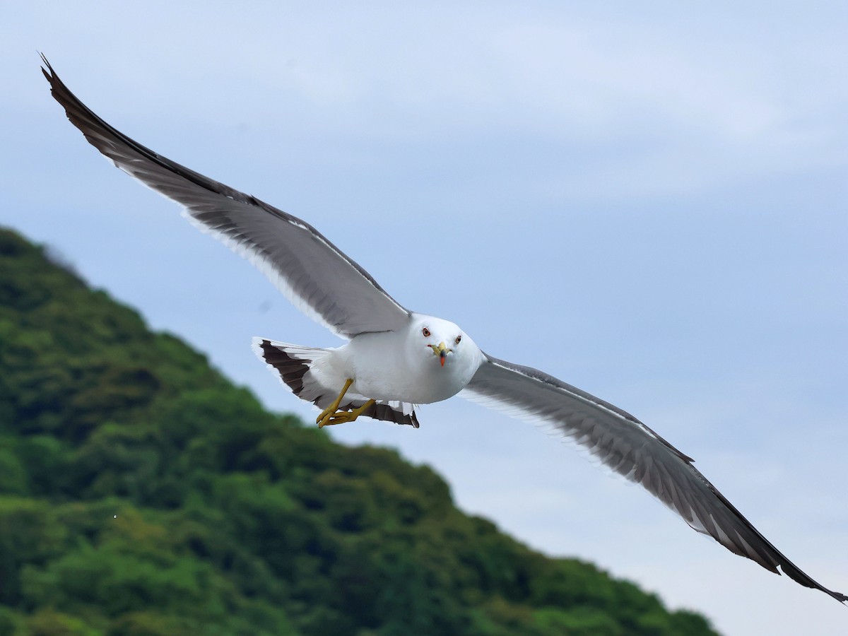 黑尾鷗 - ML645465772