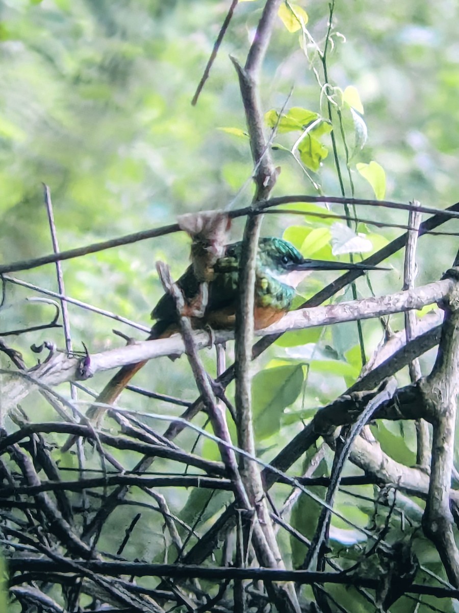 Якамара рудохвоста - ML645465781