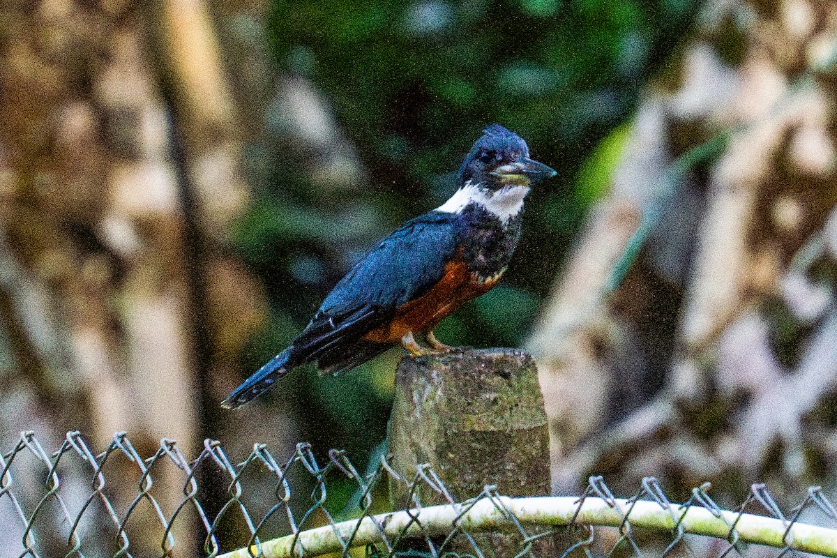 Рибалочка-чубань неотропічний - ML645465782