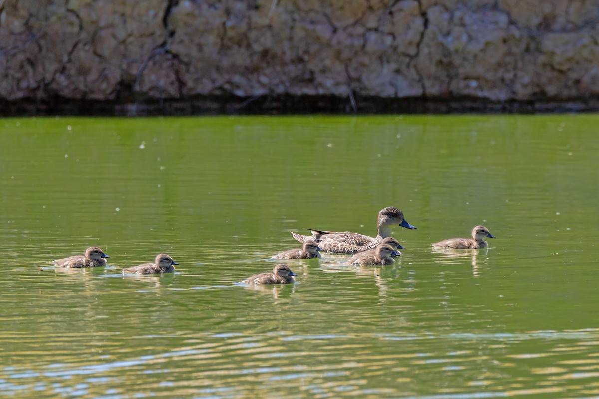 Чирянка світлогорла - ML645465783