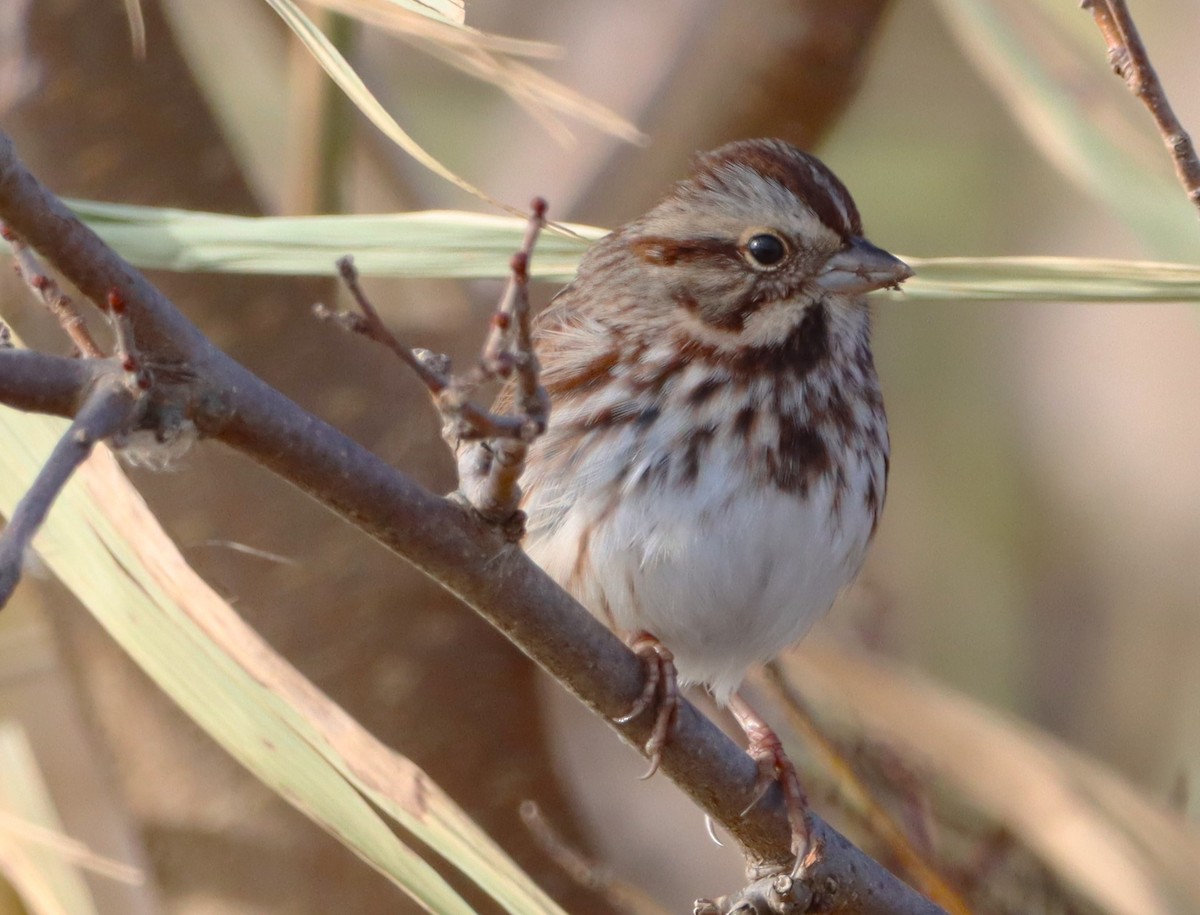 Пасовка співоча - ML645465784