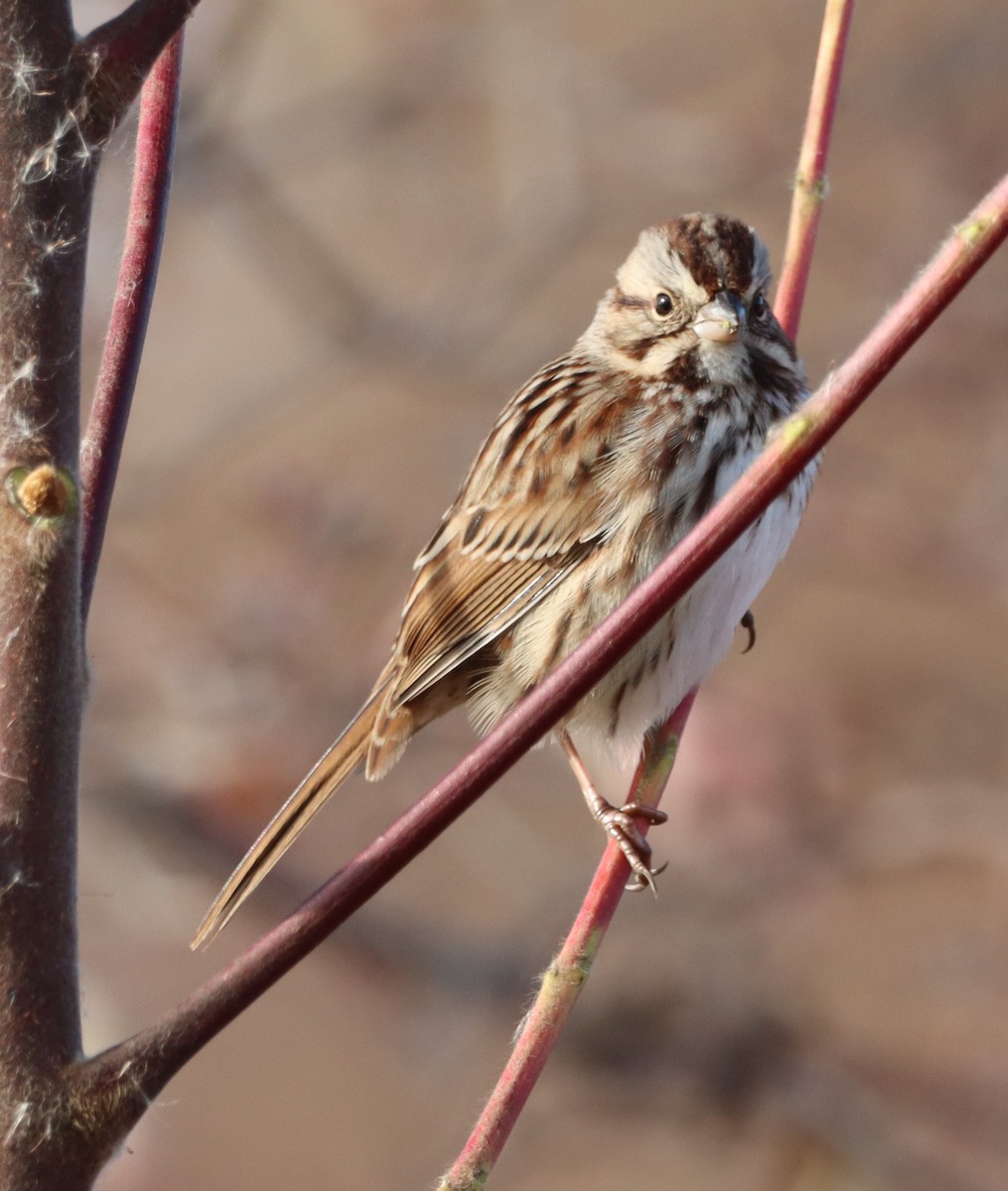 Пасовка співоча - ML645465785