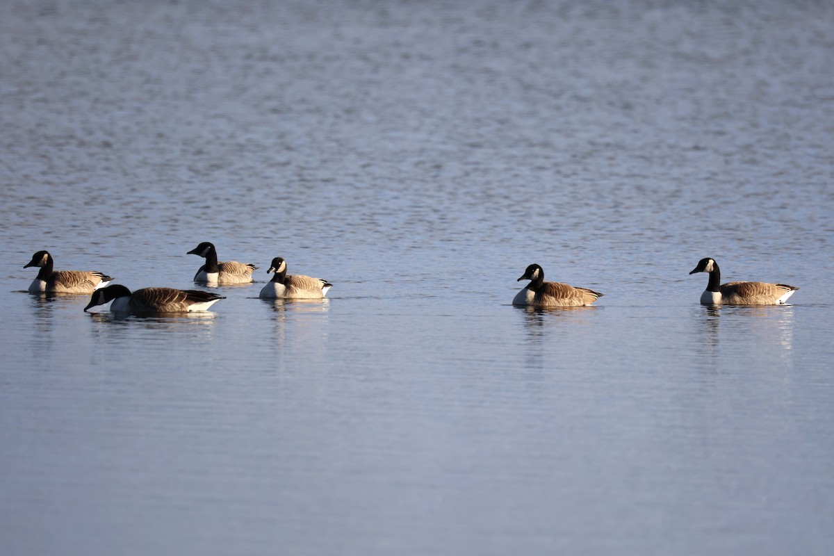 Казарка канадська - ML645465786