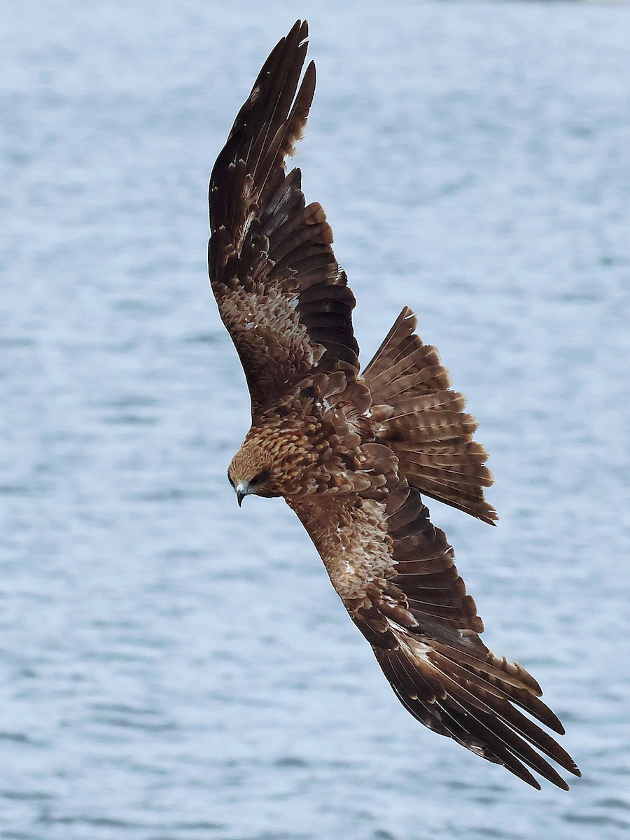 Шуліка чорний - ML645465787