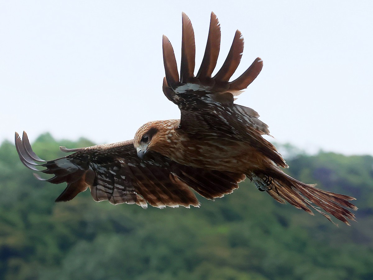 Шуліка чорний - ML645465788