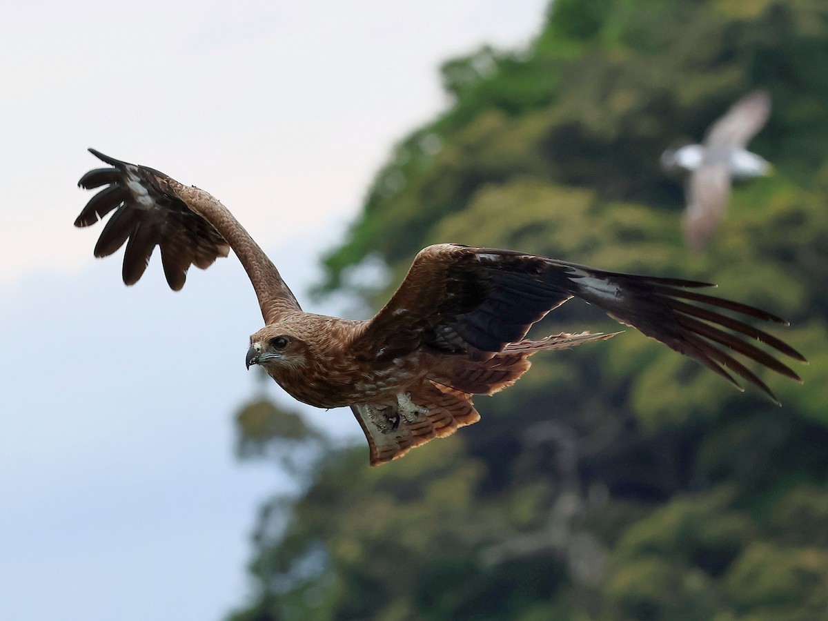 Шуліка чорний - ML645465789