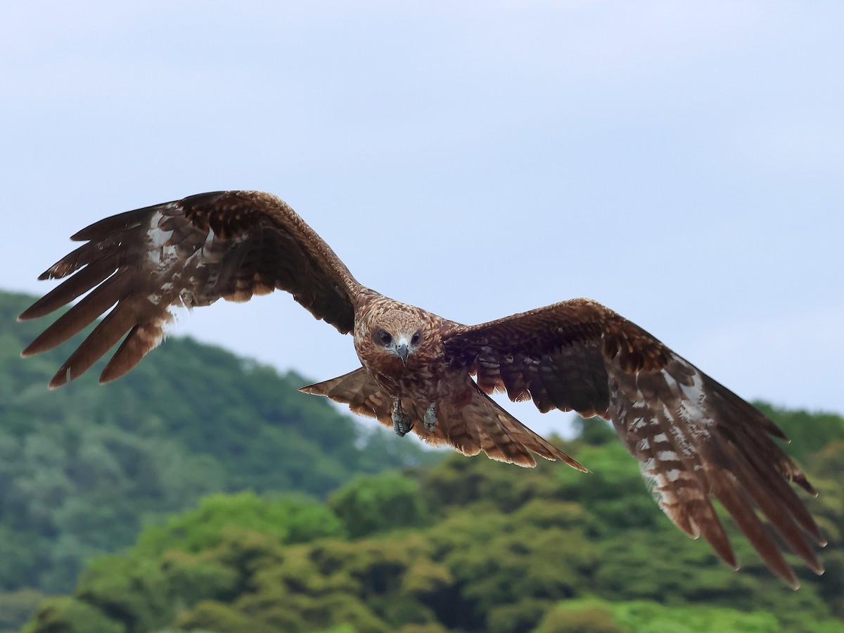 Шуліка чорний - ML645465790