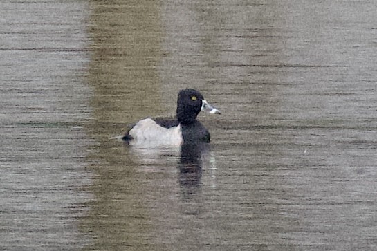 Чернь канадська - ML645465791