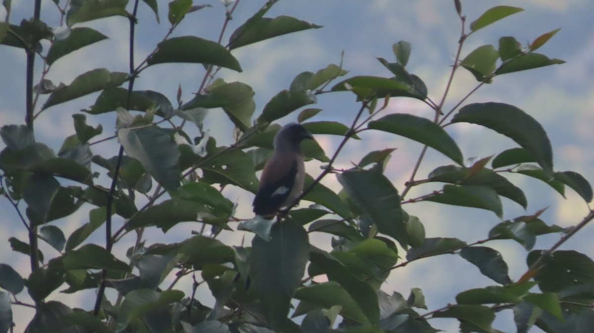 Вагабунда сіровола - ML645465792