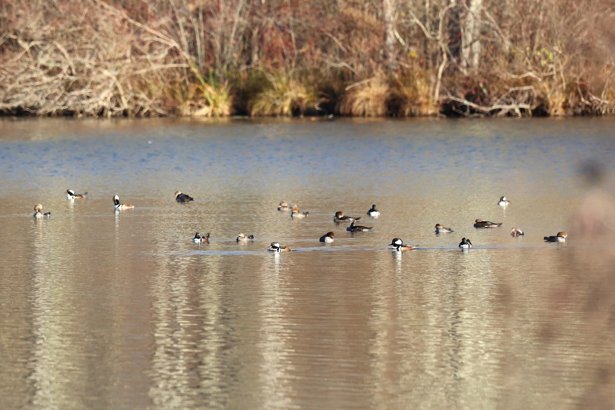 Крех жовтоокий - ML645465797
