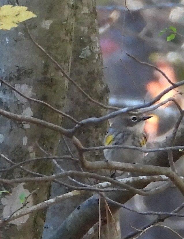 Пісняр-лісовик жовтогузий - ML645465798