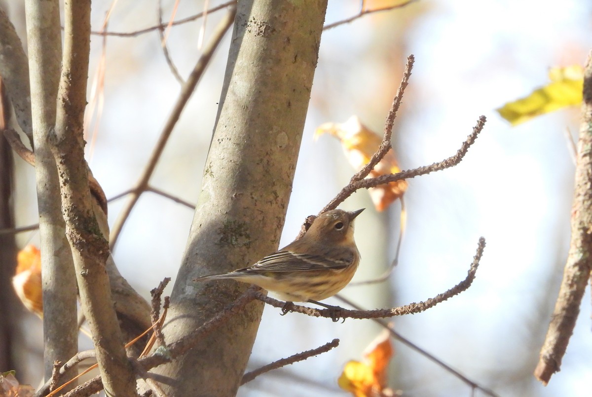 Пісняр-лісовик жовтогузий - ML645465799
