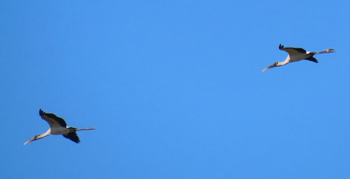 Міктерія - ML645465800