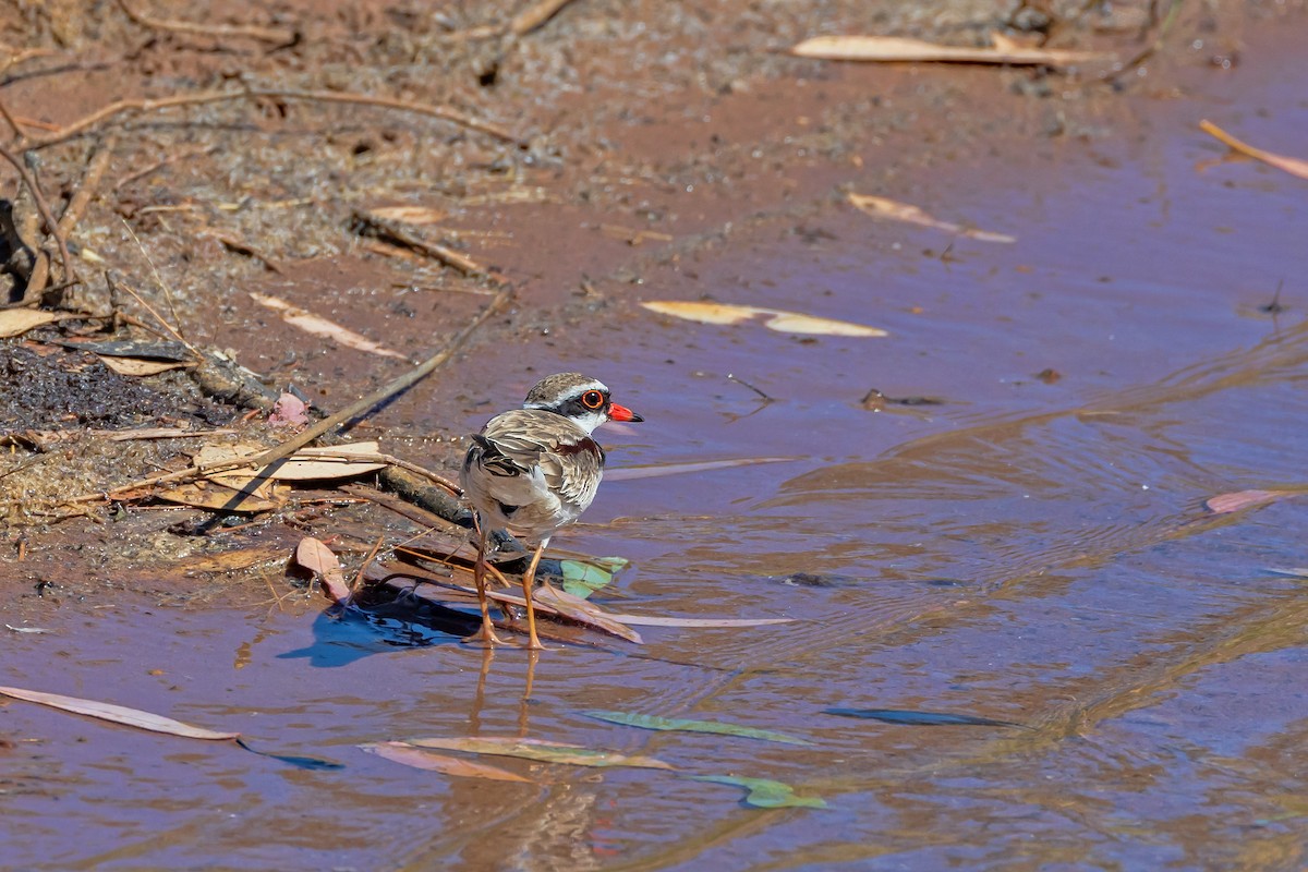 Пісочник чорнолобий - ML645465801