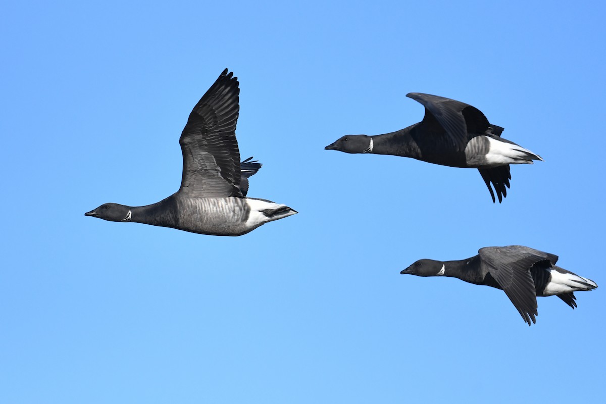 Казарка чорна - ML645465802