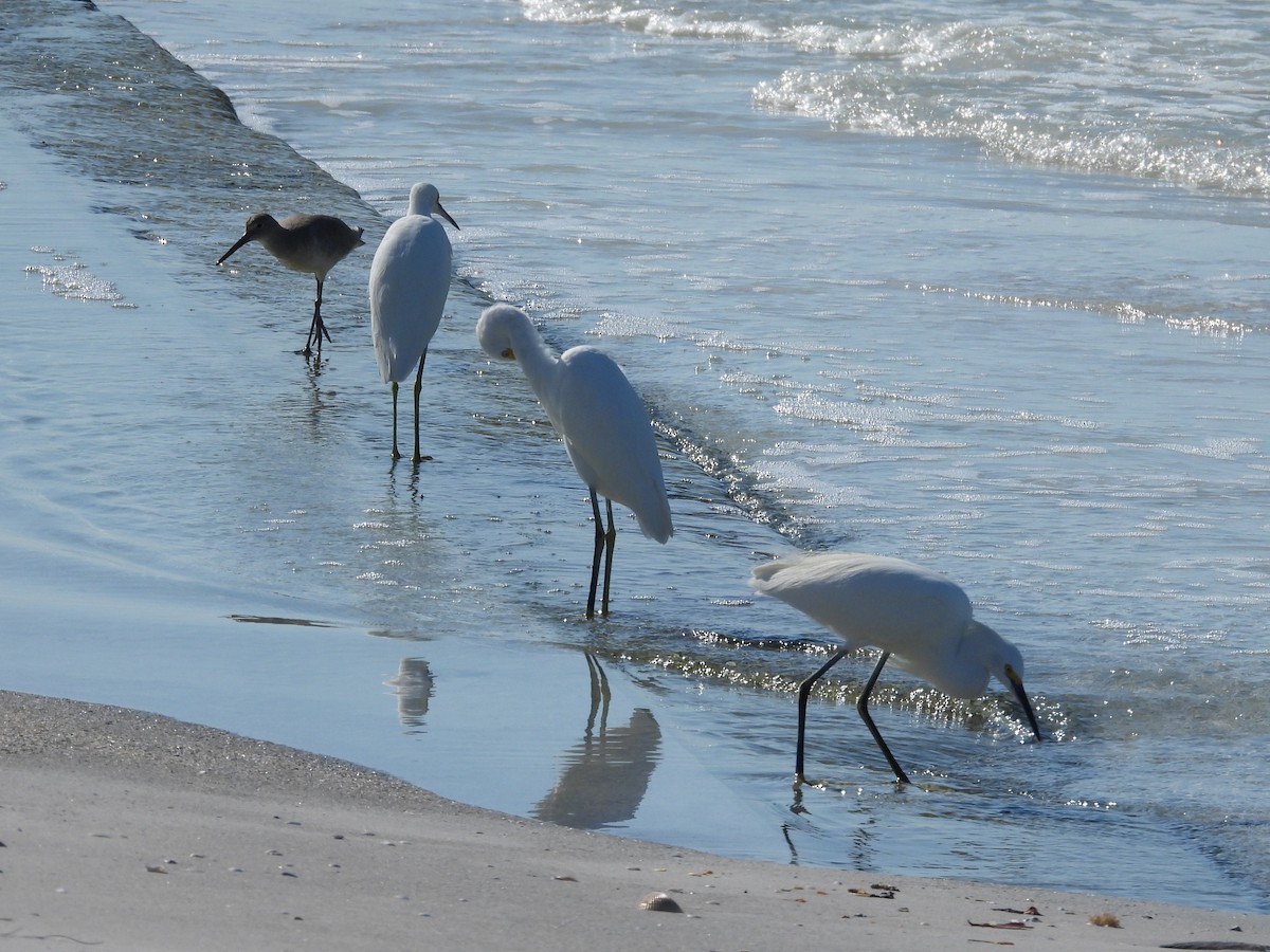 Чепура американська - ML645465803