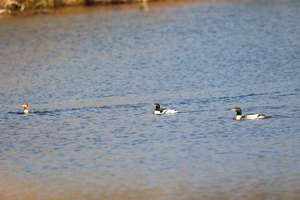 Крех великий - ML645465804