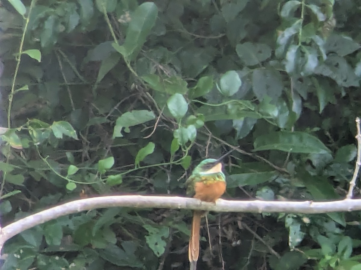 Якамара рудохвоста - ML645465805