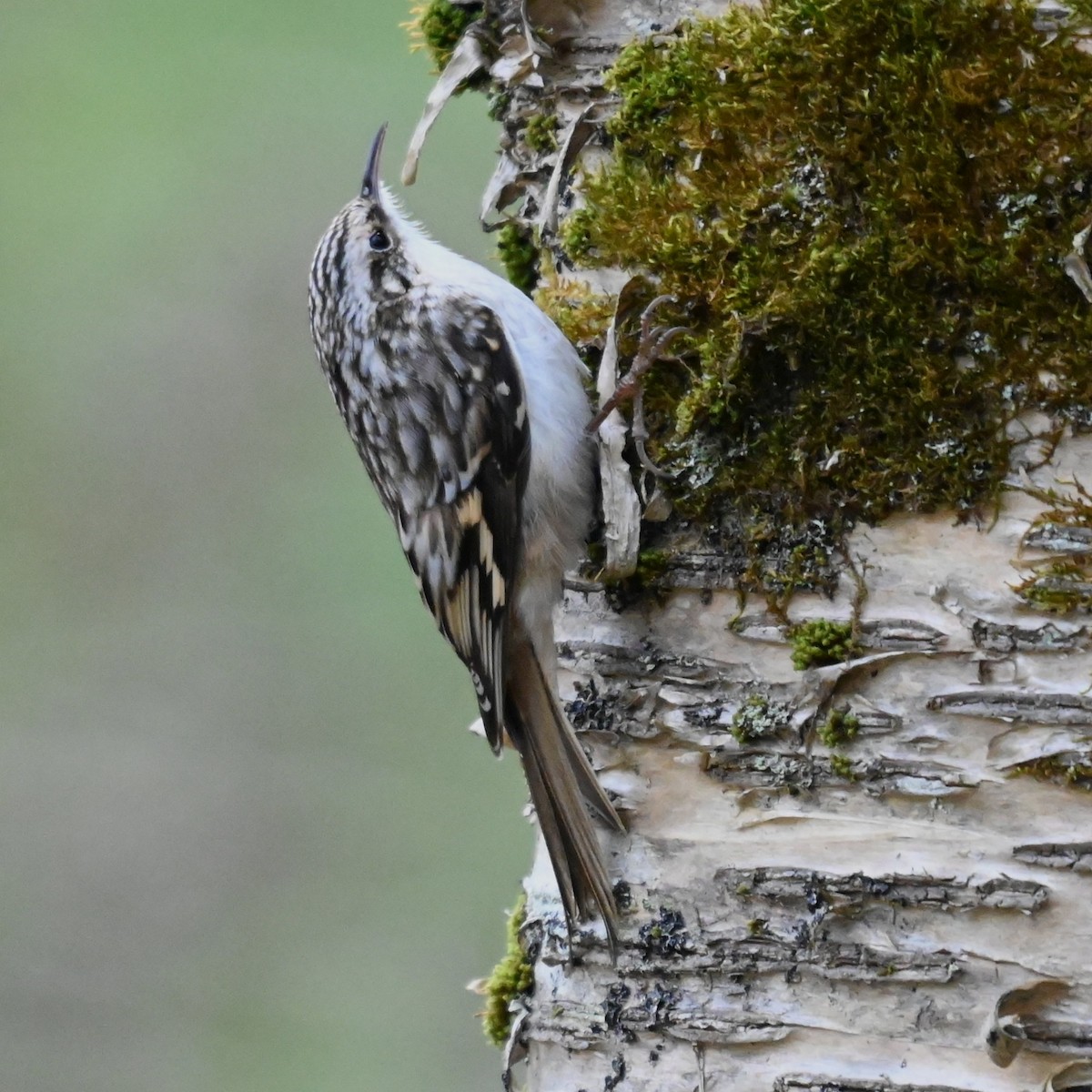 Підкоришник американський - ML645465806