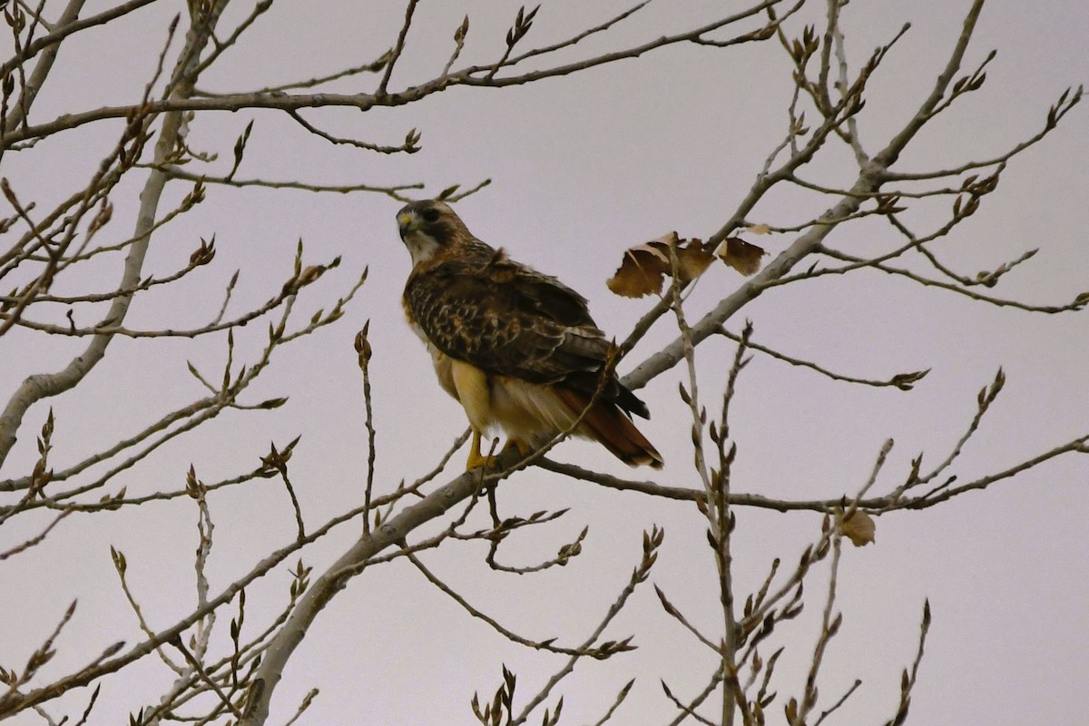 Канюк неоарктичний (підвид borealis) - ML645465807