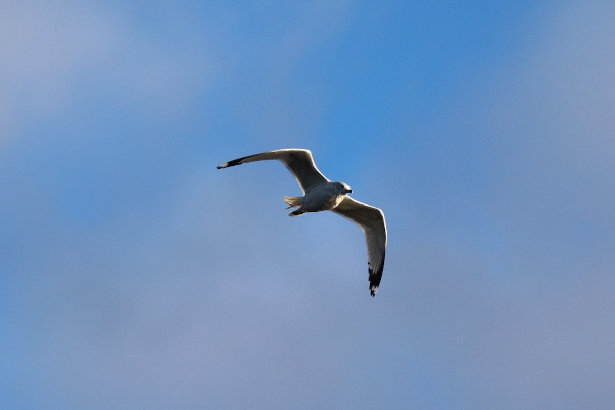 Мартин делаверський - ML645465808